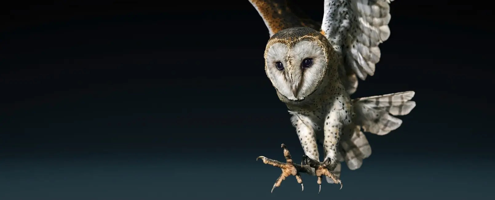 โมเมนตัม สปอร์ต