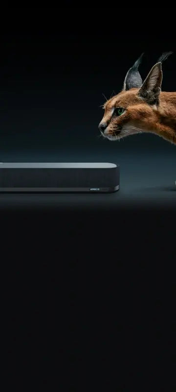 โมเมนตัม สปอร์ต